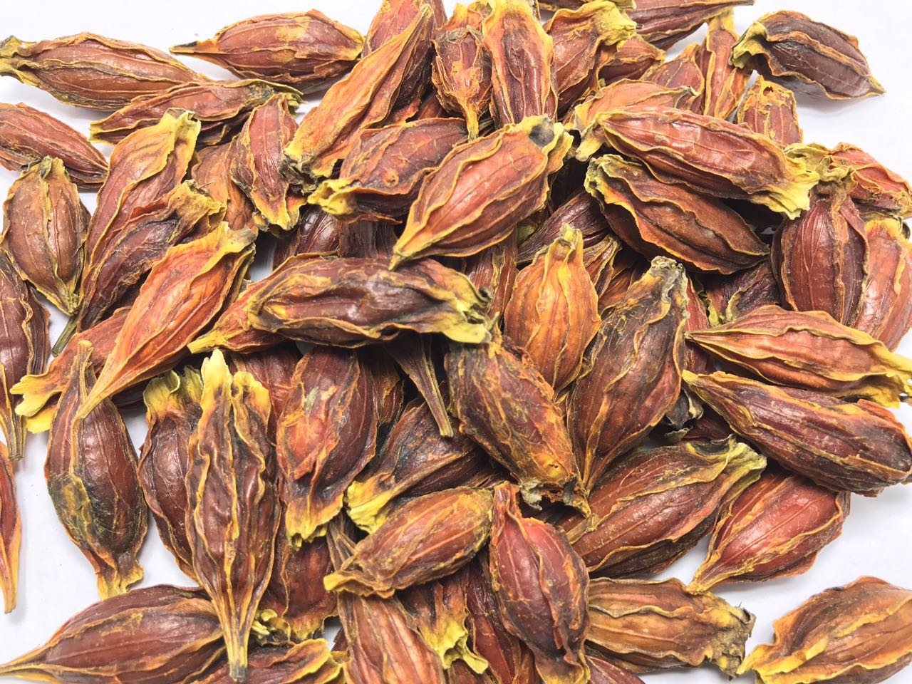 中药材栀子桅子粉生枝子黄孜孜黄栀子山栀子红栀子大花栀子50g