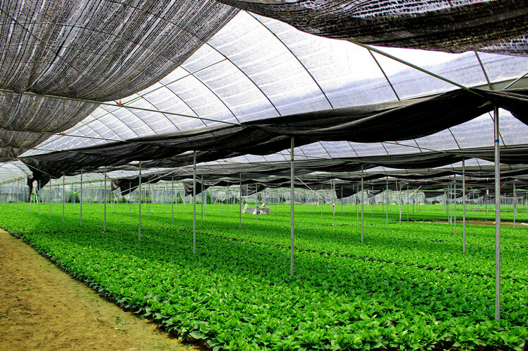 绿萝批发植物防辐射盆栽吸甲醛绿植水培吊兰新房去味基地特价包邮