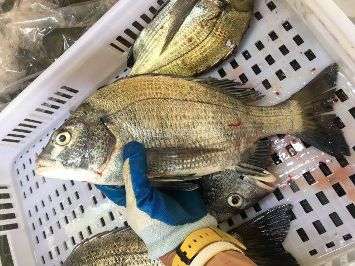 菜菜海鲜野生海钓黑翅鱼黑鲷 0.5-2斤一条单价每斤