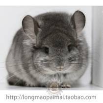 Long-haired chinchel living standard gray long-haired ChinChin brother pet ChinChin baby deposit (Booked)