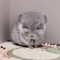 Race-level chincho living living living pet Cubs video selection of their own breeding long-haired sapphire color brother deposit