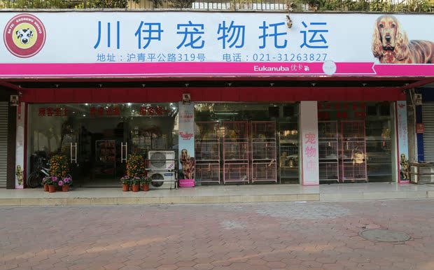 上海国际,国内航空宠物托运,飞机空运检疫证办理,汽车