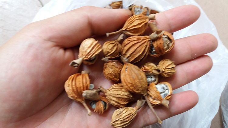 9月发货云南丽江华坪波寇香砂仁胜草果八角1斤装