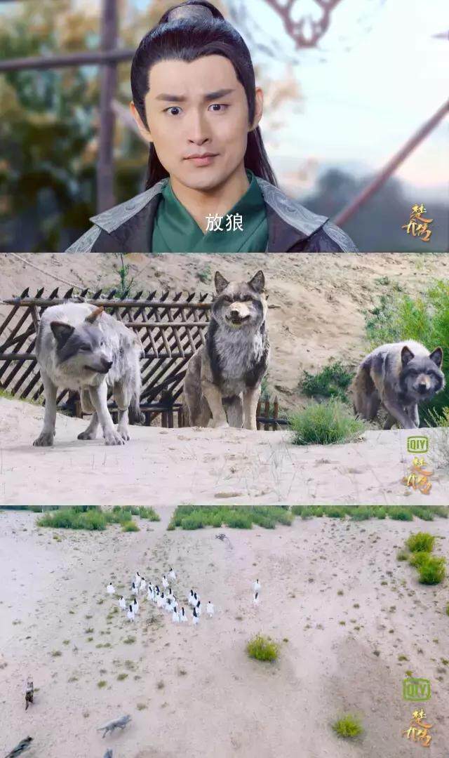 《楚乔传》上线,赵丽颖上演史上最勇猛宝宝斗狼
