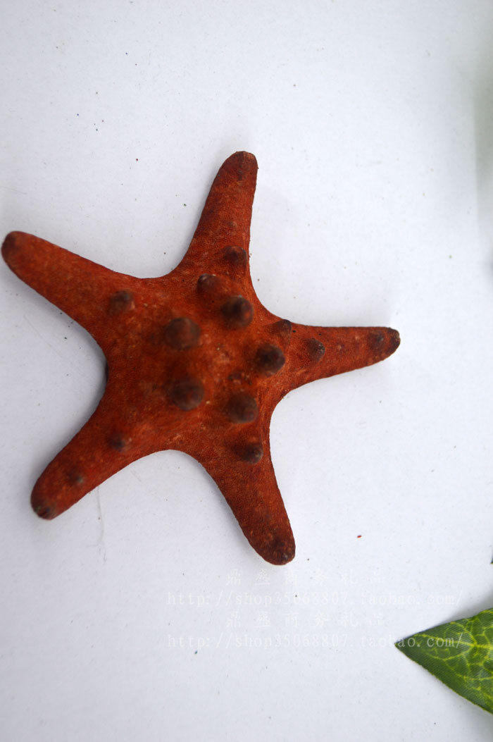 特价 地中海天然海星霸王星 五指星 贝壳海螺 地台装饰 墙贴墙饰