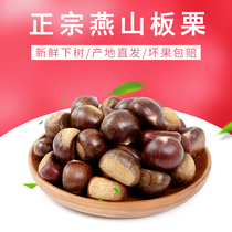 Tangshan Zunhua chestnut fresh authentic Hebei Yanshan oil chestnut 3kg 5kg small chestnut wild chestnut