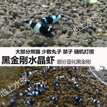 Black King Kong Crystal Shrimp Black King Kong Panda and a few meatballs