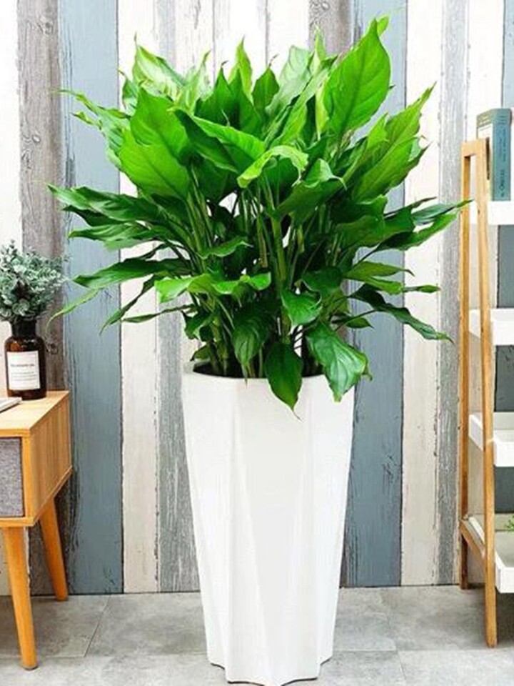 花缘花艺大叶万年青净化空气盆景