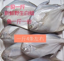 Pomfret 1kg 4 pieces of East China Sea silver pomfret fast frozen fresh 500g