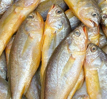 Fresh large yellow croaker fresh chilled fresh aquatic products 1kg