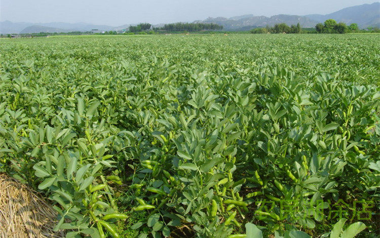 特产胡豆炒蚕豆 休闲炒货零食香酥脆口300g 满39包邮wd-224597