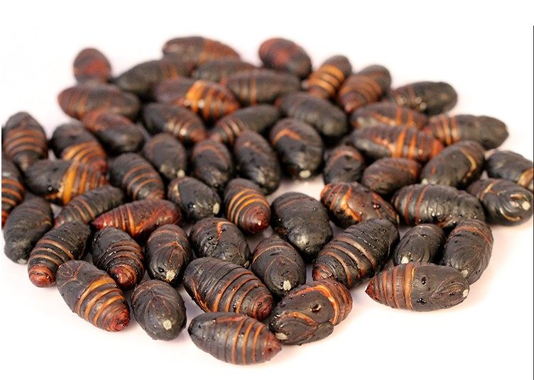 东北黑蚕蛹 鲜活 茧蛹 柞树蚕蛹 新鲜茧蛹 14年新货 促销3斤包邮