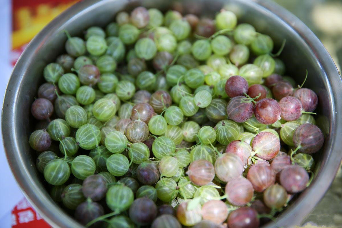 东北灯笼果新鲜醋栗酸新货上市梅酵素开胃绿酸子粒孕妇500克