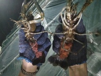 Australias Australian freshwater lobster resistant to cold third generation F3 generation of eggs and shrimp water pack to beat oxygen