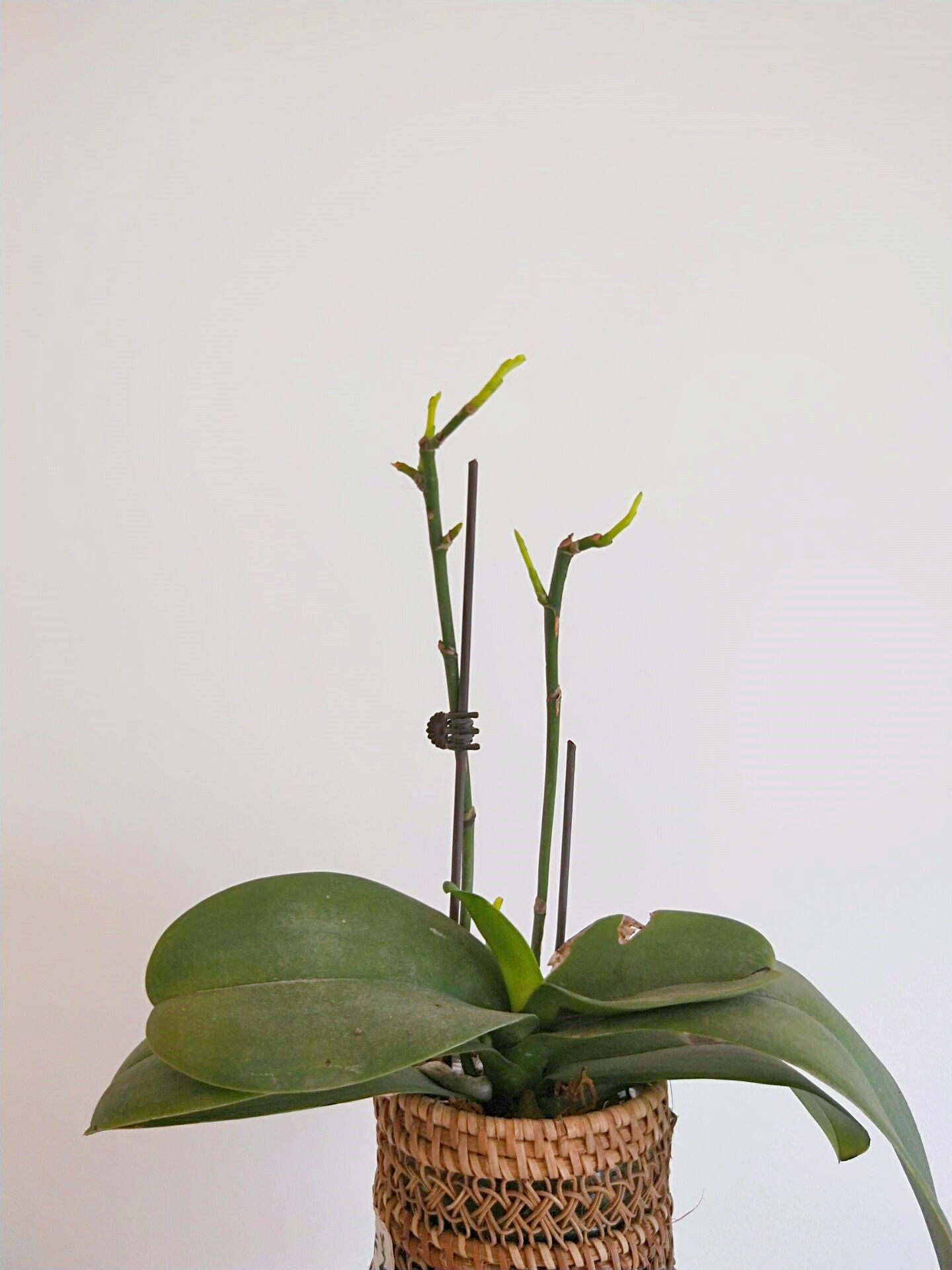 蝴蝶兰长嫩芽窜花苞千呼万唤花始开