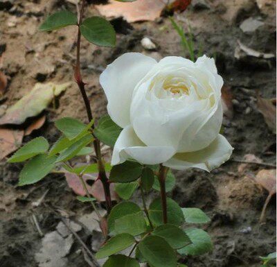 【天然月季园】伊芙-婚礼之路 浓香型 纯白色 经典月季