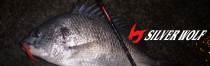 Daiwa SILVER rod MX72L-S 77ML black sea sea Roe
