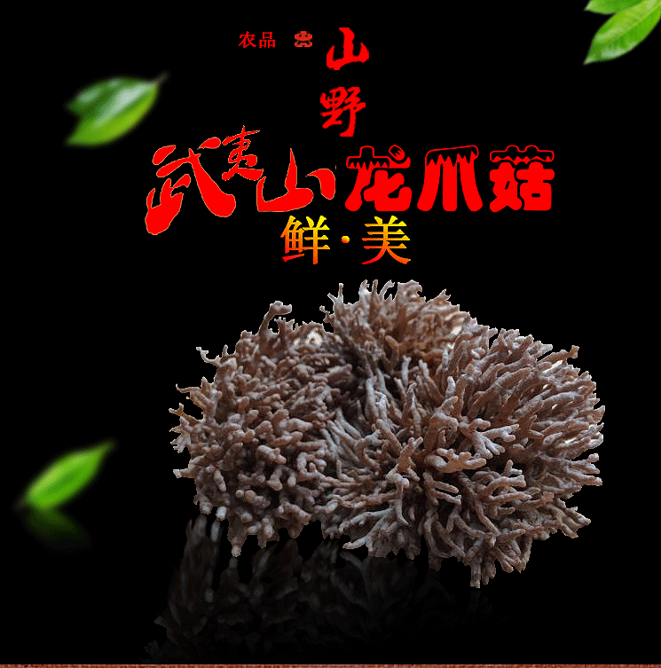 福建武夷山农家土特产野生猫爪龙爪珊瑚菇生鲜菌香菇