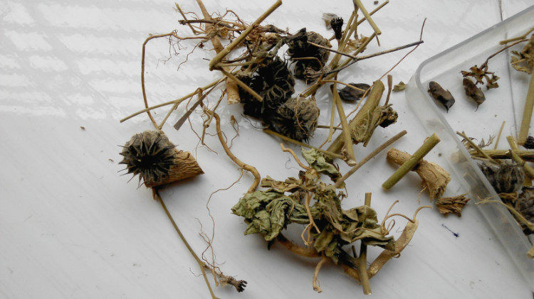 野生 磨盘草 磨笼草 金花草 磨挡草 耳响草 帽笼子500g