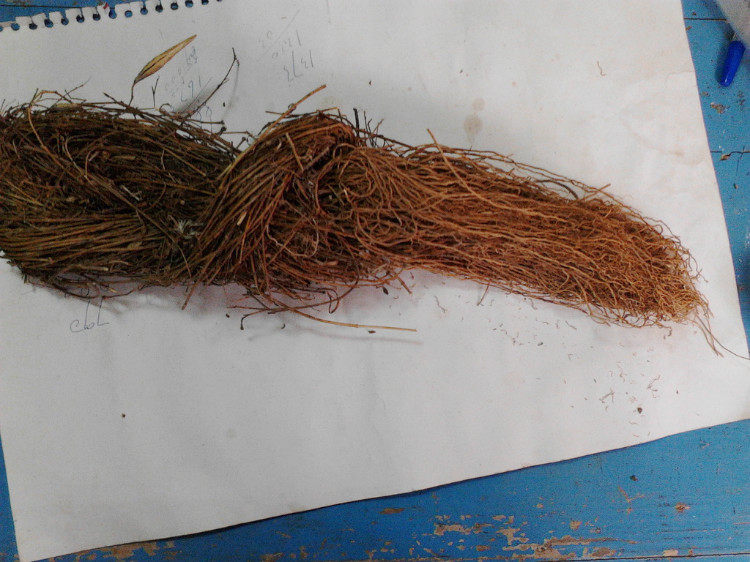 野生无硫 寮刁竹 徐长卿 逍遥竹 500克