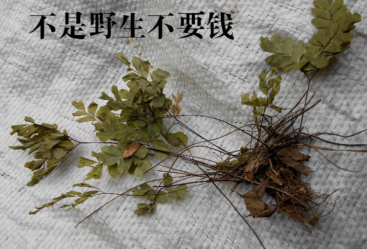 野生无硫乌脚枪铁鲁萁黑脚蕨黑骨芒萁过坛龙 铁线草250g