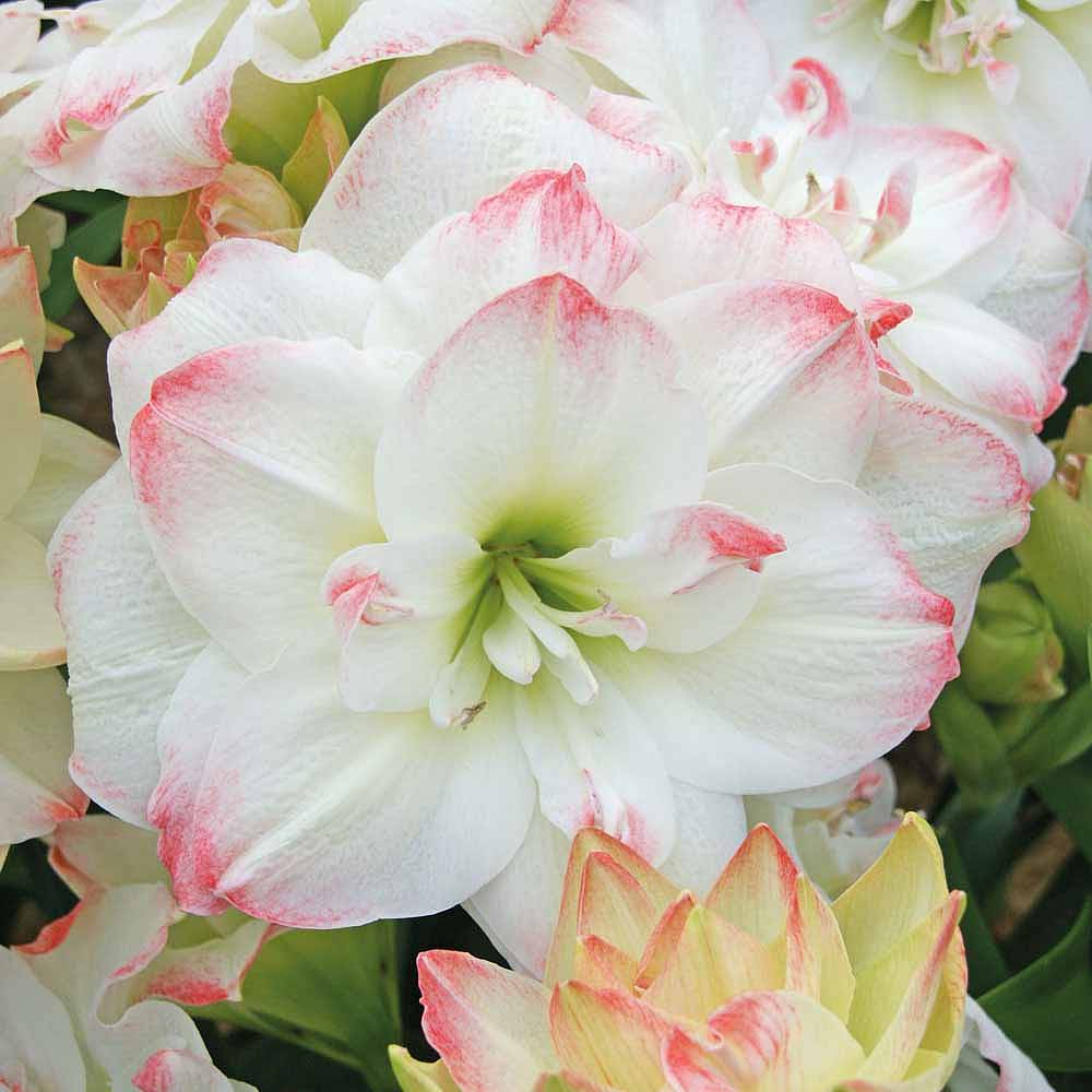 【现货】荷兰进口朱顶红 黛丝_7折现价43元