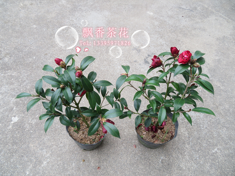 盆栽茶花苗-精品茶花-黑骑士-花开艳丽黑的发亮的茶花