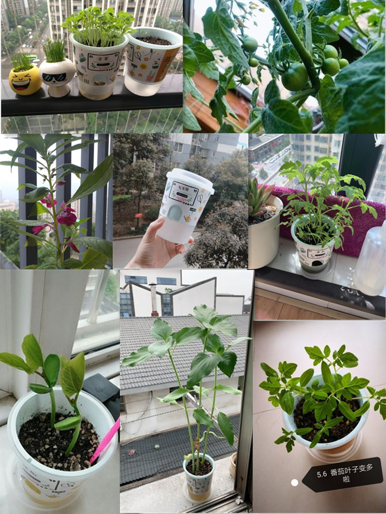 小花农创意迷你罐头花植物幼儿园儿童种植diy小盆栽观察植物种子