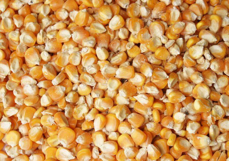 2017农家自产散装玉米 鸡鸭动物饲料 五谷杂粮500g 玉米粒