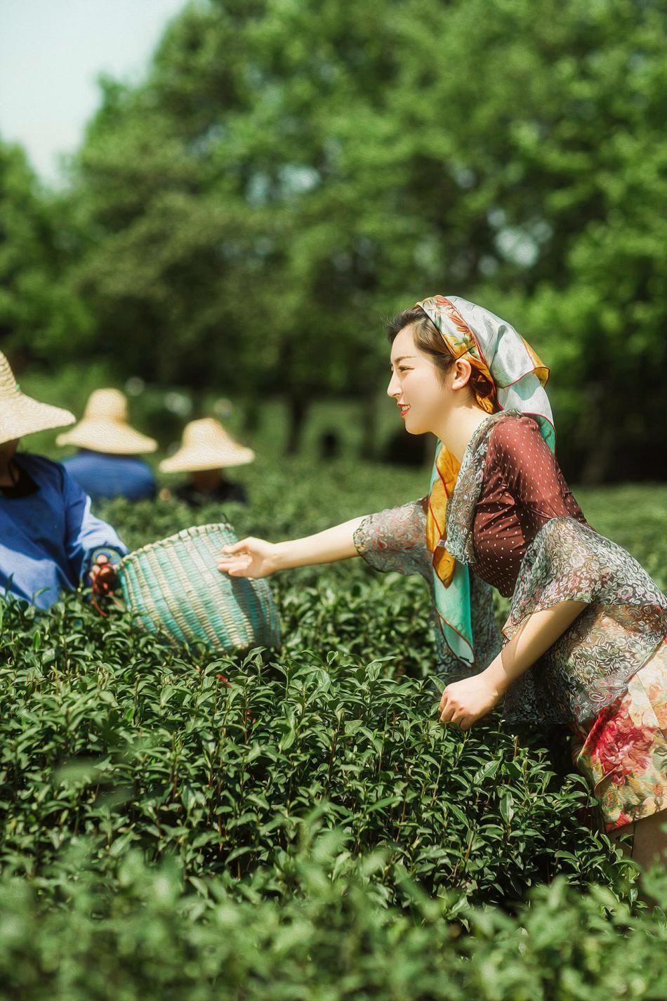 六安瓜片绿茶，夏日好伴侣！1