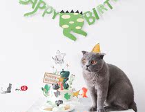Want to have a cute birthday together with the cat stubborn cat pet birthday party scene planning design Qingdao