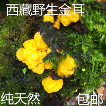 Tibet Plateau wild golden ear yellow fungus brain ear blue ganglion ear origin shipping no pollution 500 grams