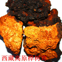 Tibet wild Birch Birch Birch gall Birch Birch tears Birch Birch yellow birch tree Yellow Birch