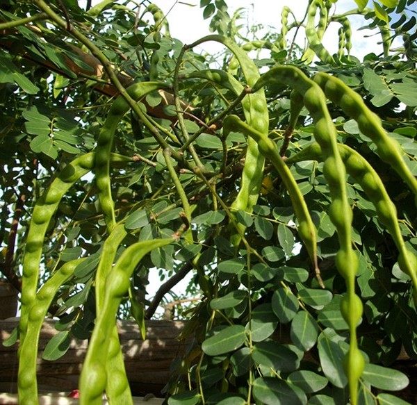 版纳天然相思红豆 孔雀豆 无孔散豆豆单颗只售0.05