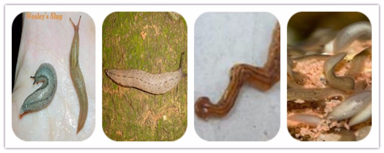 灭地沟蝇蛾蠓特效灭蝇蚊子药水杀苍蝇药厕所小飞虫蚊蝇喷雾剂家用