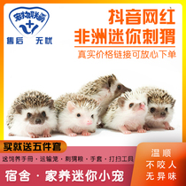 Non-fascinated small African mini hedgehog bag live purebred vaccinated baby live cub pet insect-free teaching feeding