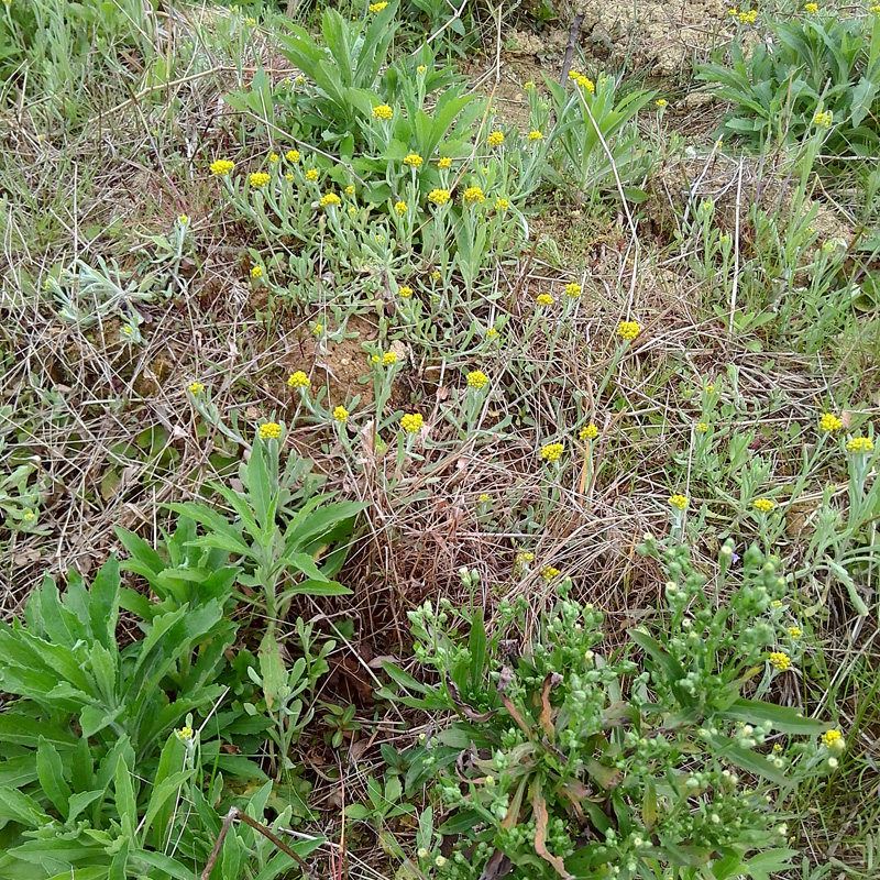 清明果食料清明草500g新鲜鼠鞠草黄花野生绵草菜高山野生清明菜做