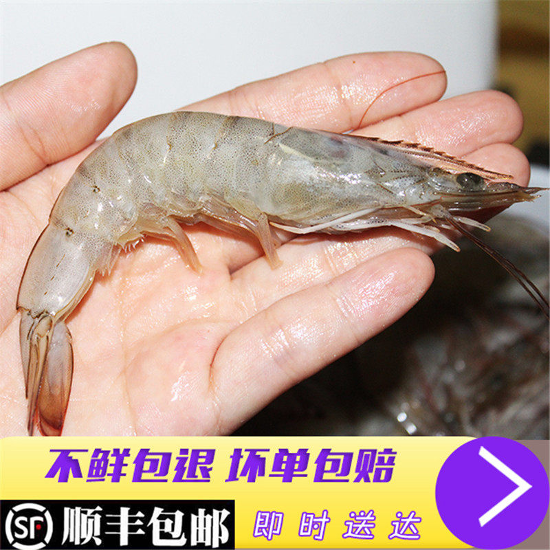 活虾子海捕冷冻青岛大虾青对虾新鲜白虾海鲜水产鲜活顺丰包邮_不打折