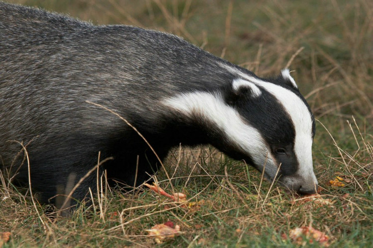 青湘韵 东北长白山獾子油(欢子油)狗獾油 狗 獾油50克全国包邮