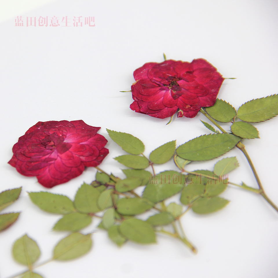 热销带枝红玫瑰压花干花押花包香薰蜡片花材滴胶手机壳贺卡书签