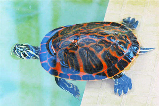 2017火焰龟红腹活体宠物龟苗3-12厘米冷水养殖深水吃菜观赏不包邮