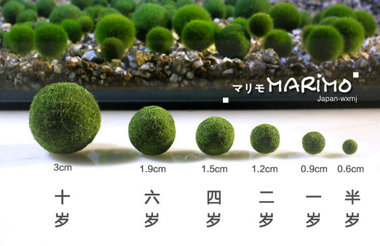 25元包邮marimo幸福海藻球裸球创意水培迷你植物苔藓微景观生态瓶