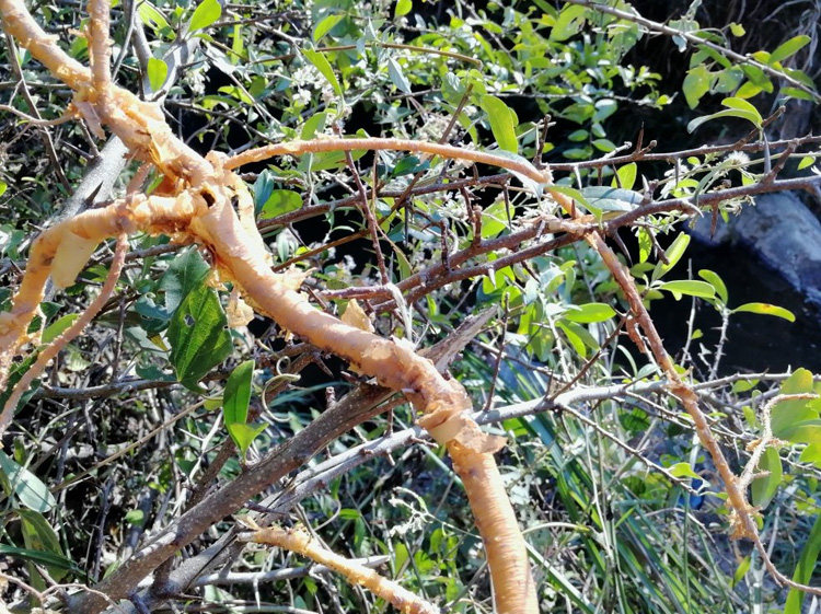 野生穿破石 九层皮 金腰带 剥壳黄蛇根 山荔枝根 柘刺根500克包邮