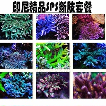 Seawater sps hard bone coral broken branches novice set broken limb RRR Tun cow shaft hole red tile fish scale folding teeth Long Branch