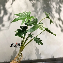 Belt shall be green plant with spring rain and foliage with taro leaf flower arrangement material Potted bonsai build landscaping greenery plant wall soft dress floral