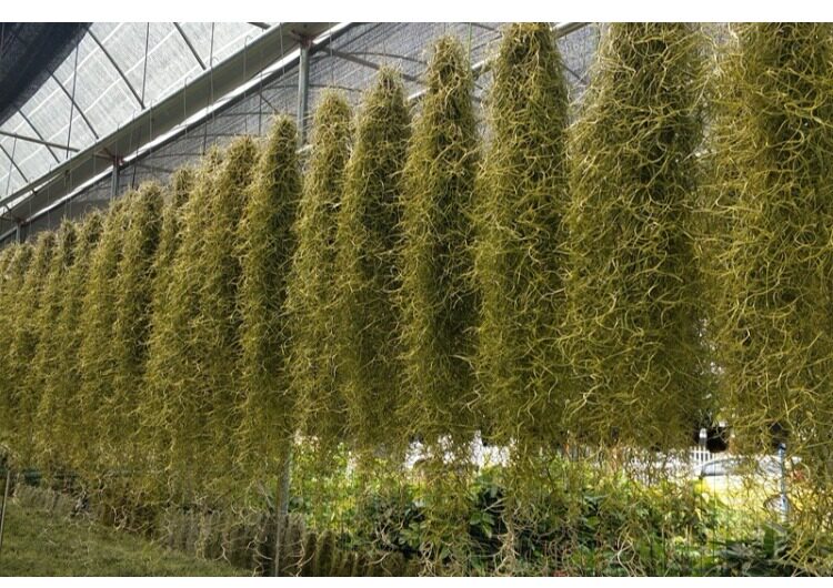 老人须 松萝 空气草 西班牙苔藓 空气凤梨铁兰大挂或者按重量走货
