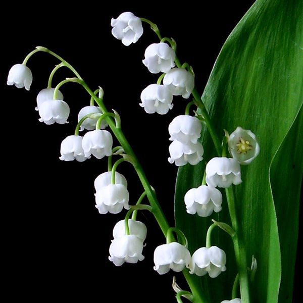 现货 铃兰花裸根花苗耐寒耐阴多年生宿根植物手捧花花