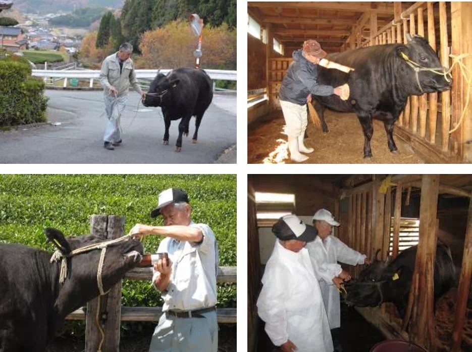 包邮秒发2斤m9全血stoneaxe石斧和牛臀腰肉盖1000克小西冷佐贺牛