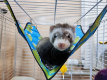 Full 68 Mori Canvas Waterproof Hammock for anti-bite and strong and durable pets Ferret Pet Ferret