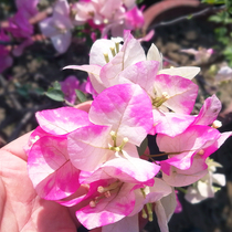 Green Arts Gardening Diligent Flowers Triangle Plum Super Mary Enchantment Courtyard Balcony Flowers Resistant to Cottage Seedlings